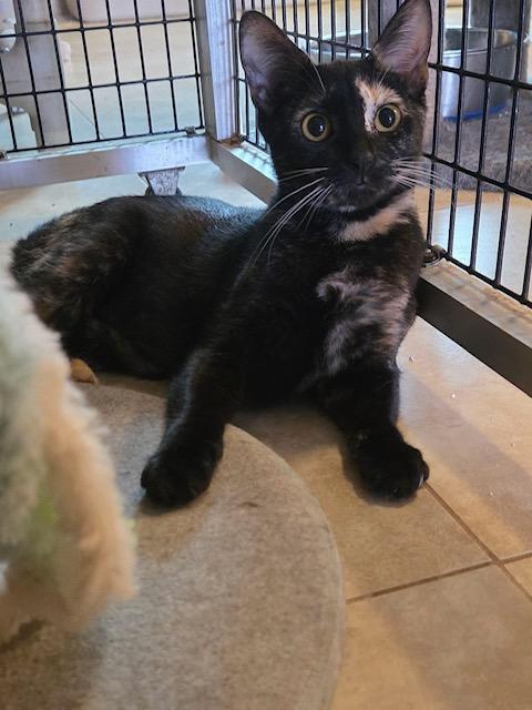 Enlarge Emily the Strange, a ADOPTABLE Domestic Short Hair in Deerfield Beach, FL image 5/6