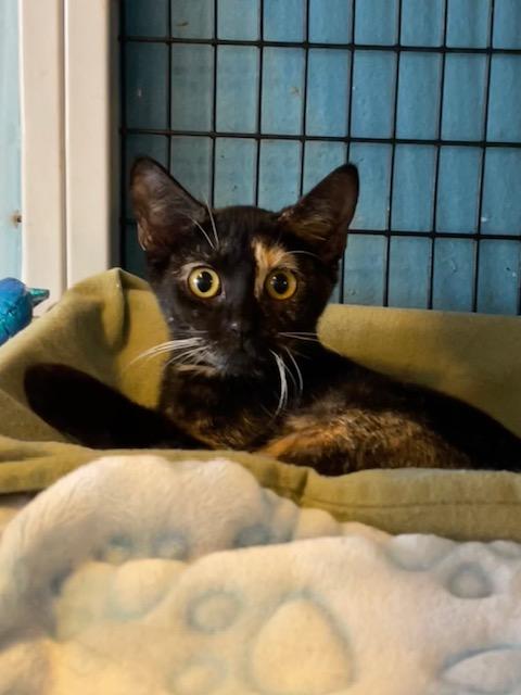 Enlarge Emily the Strange, a ADOPTABLE Domestic Short Hair in Deerfield Beach, FL image 2/6