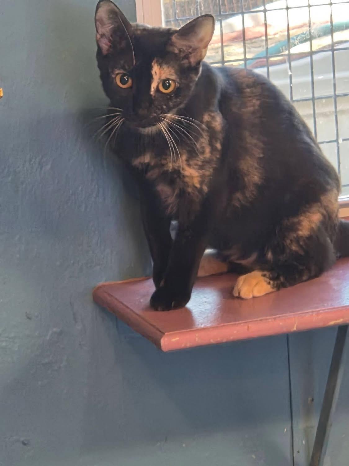 Enlarge Emily the Strange, a ADOPTABLE Domestic Short Hair in Deerfield Beach, FL image 6/6
