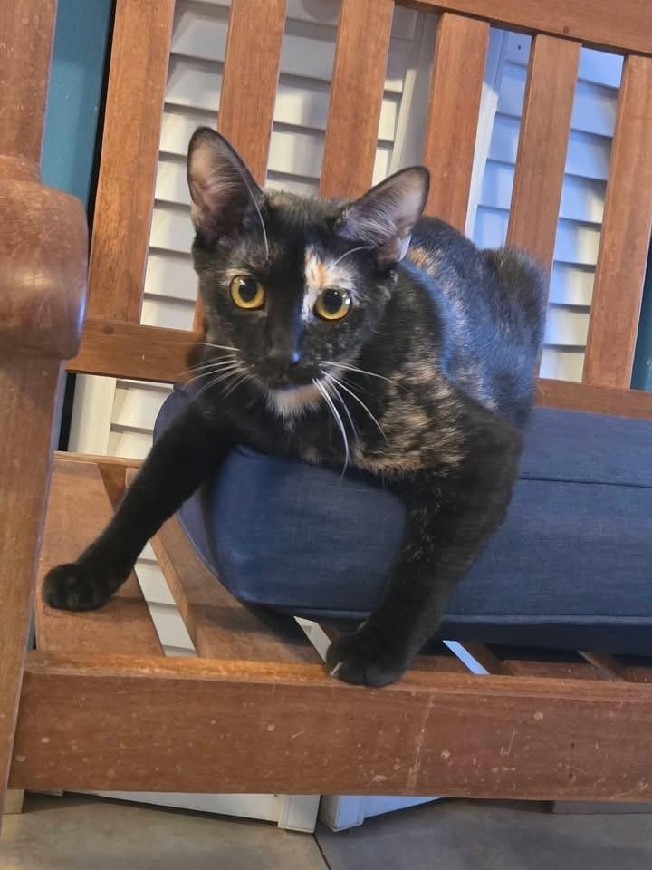 Emily the Strange, ADOPTABLE, Young Female Domestic Short Hair.