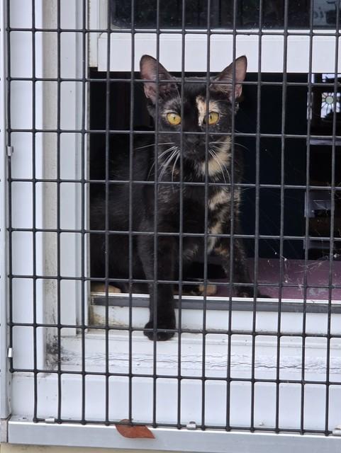 Enlarge Emily the Strange, a ADOPTABLE Domestic Short Hair in Deerfield Beach, FL image 3/6