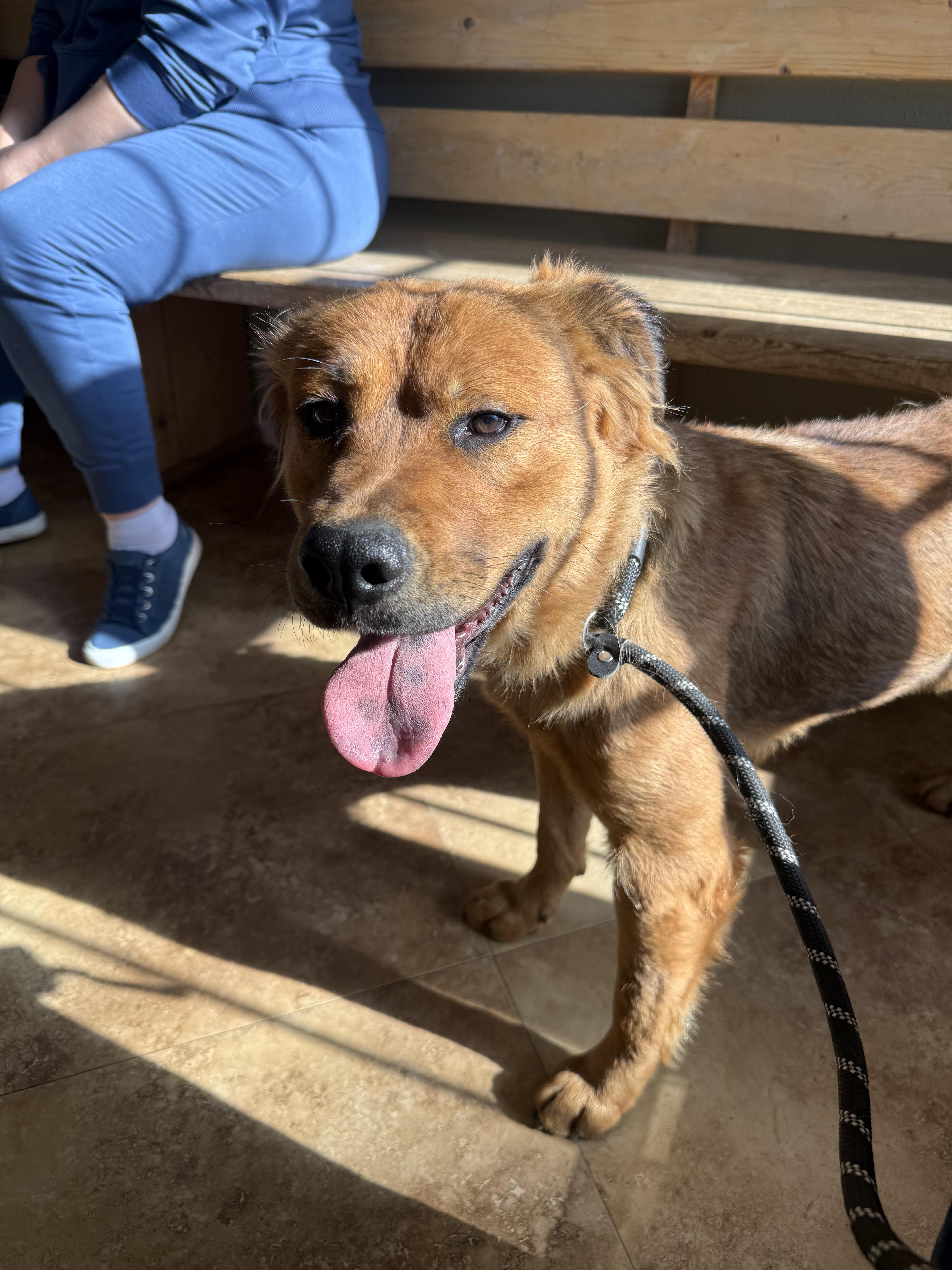 Enlarge Halle, a ADOPTABLE mixed breed in Fort Collins, CO image 5/5