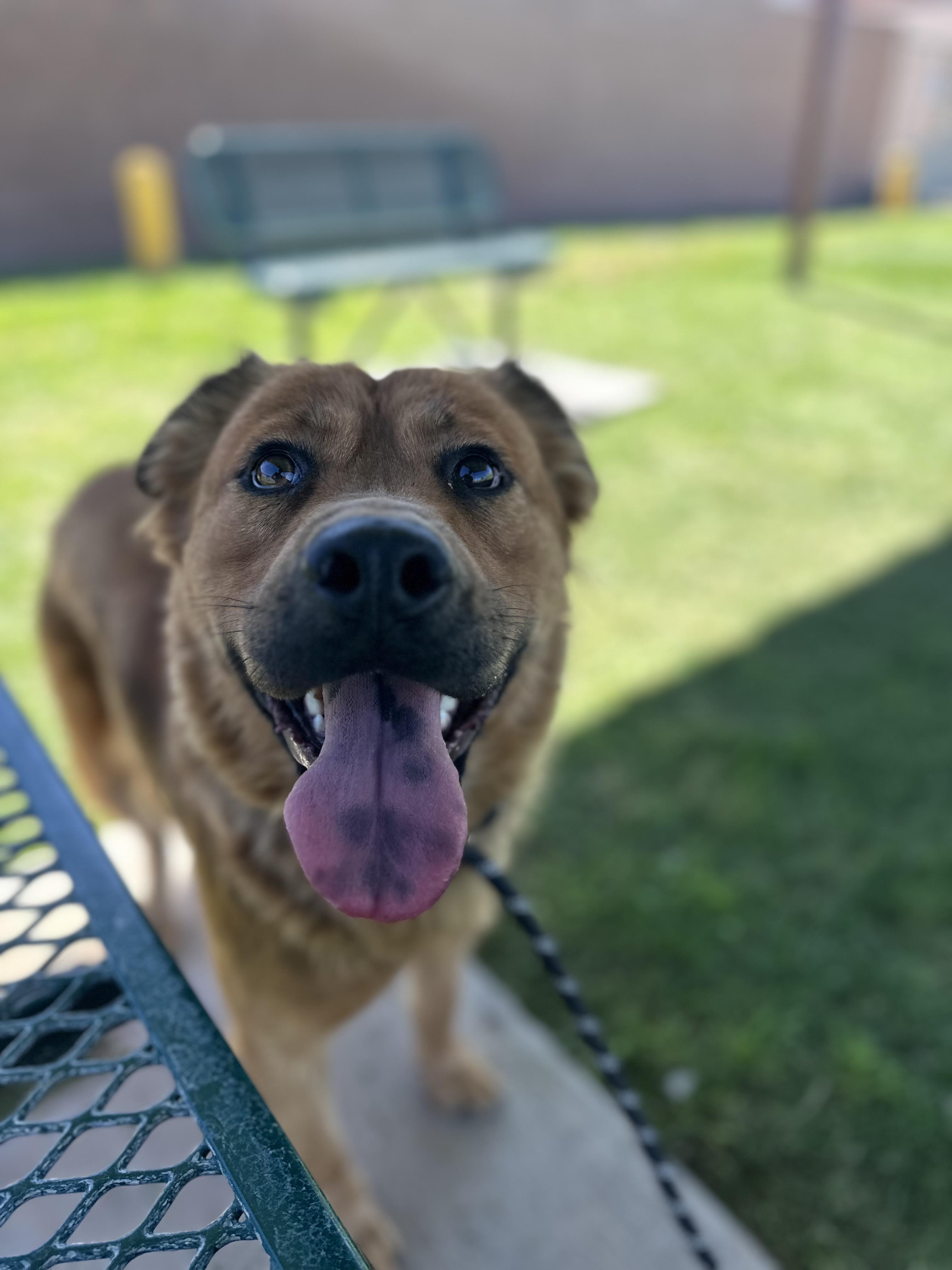 Enlarge Halle, a ADOPTABLE mixed breed in Fort Collins, CO image 2/5