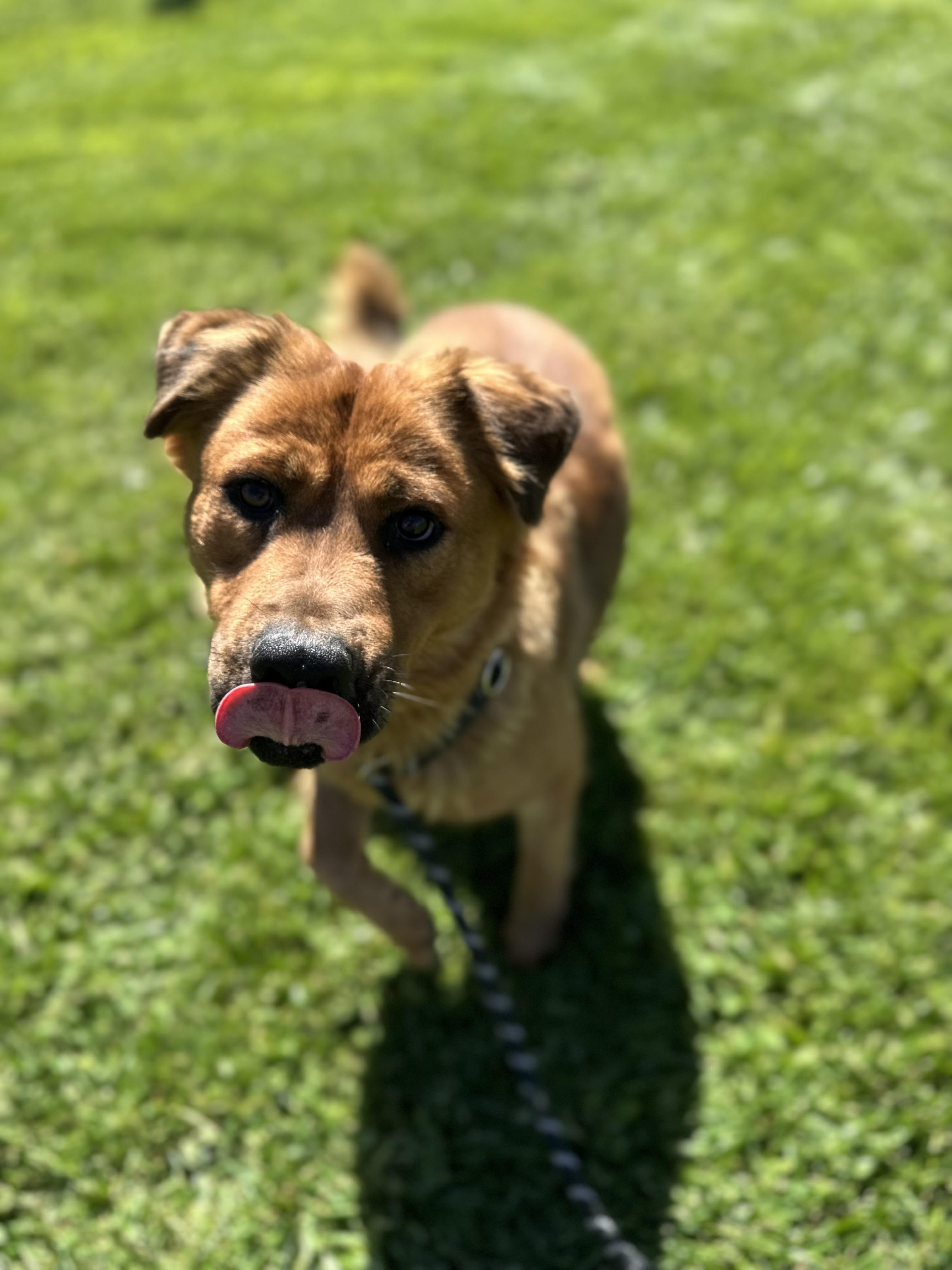 Enlarge Halle, a ADOPTABLE mixed breed in Fort Collins, CO image 3/5