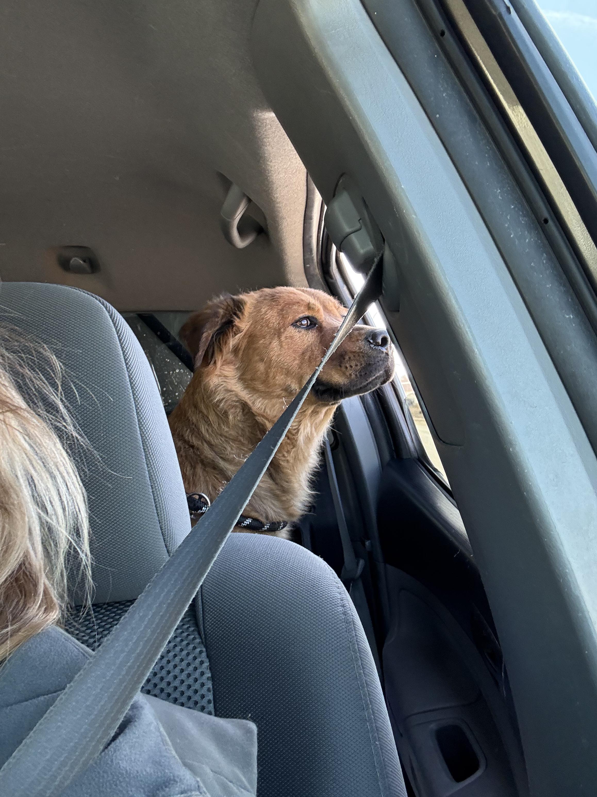 Enlarge Halle, a ADOPTABLE mixed breed in Fort Collins, CO image 4/5