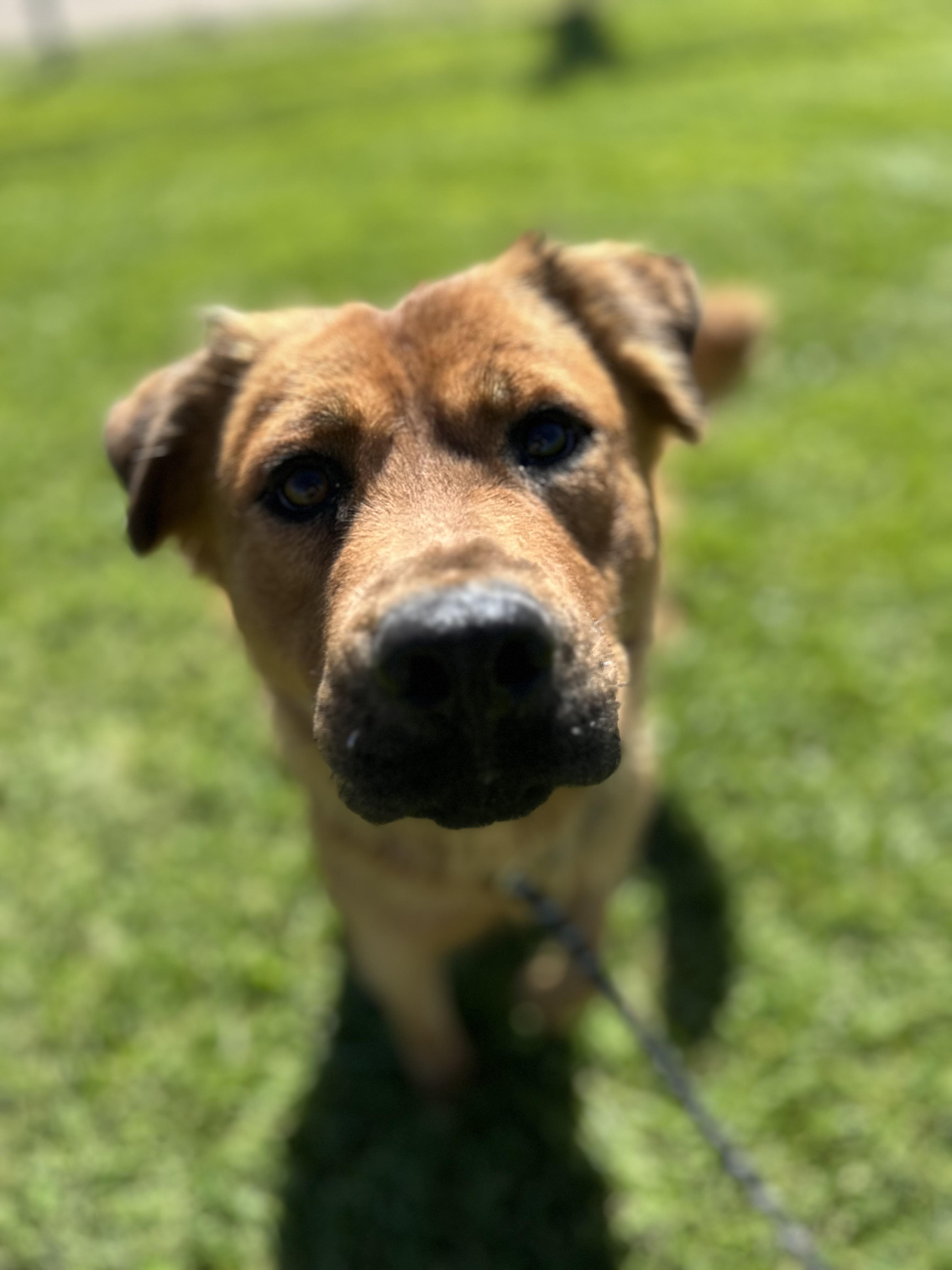 Enlarge Halle, a ADOPTABLE mixed breed in Fort Collins, CO image 1/5