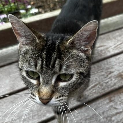 Lola - Sweet Momma, a ADOPTABLE Tabby in Hoquiam, WA image 4/6