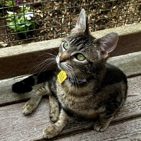 Lola - Sweet Momma, ADOPTABLE, Adult Female Tabby.