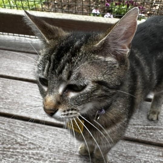 Lola - Sweet Momma, a ADOPTABLE Tabby in Hoquiam, WA image 5/6
