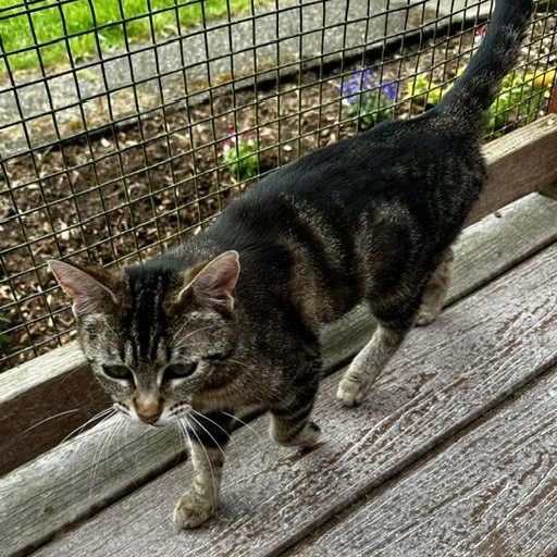 Lola - Sweet Momma, a ADOPTABLE Tabby in Hoquiam, WA image 6/6