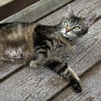 Lola - Sweet Momma, a ADOPTABLE Tabby in Hoquiam, WA image 3/6