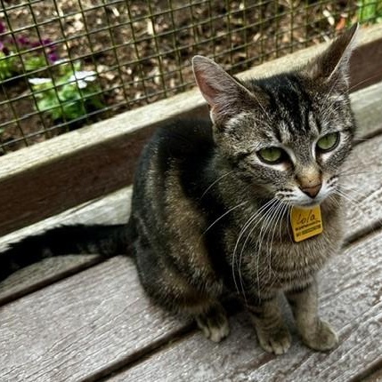Lola - Sweet Momma, a ADOPTABLE Tabby in Hoquiam, WA image 2/6