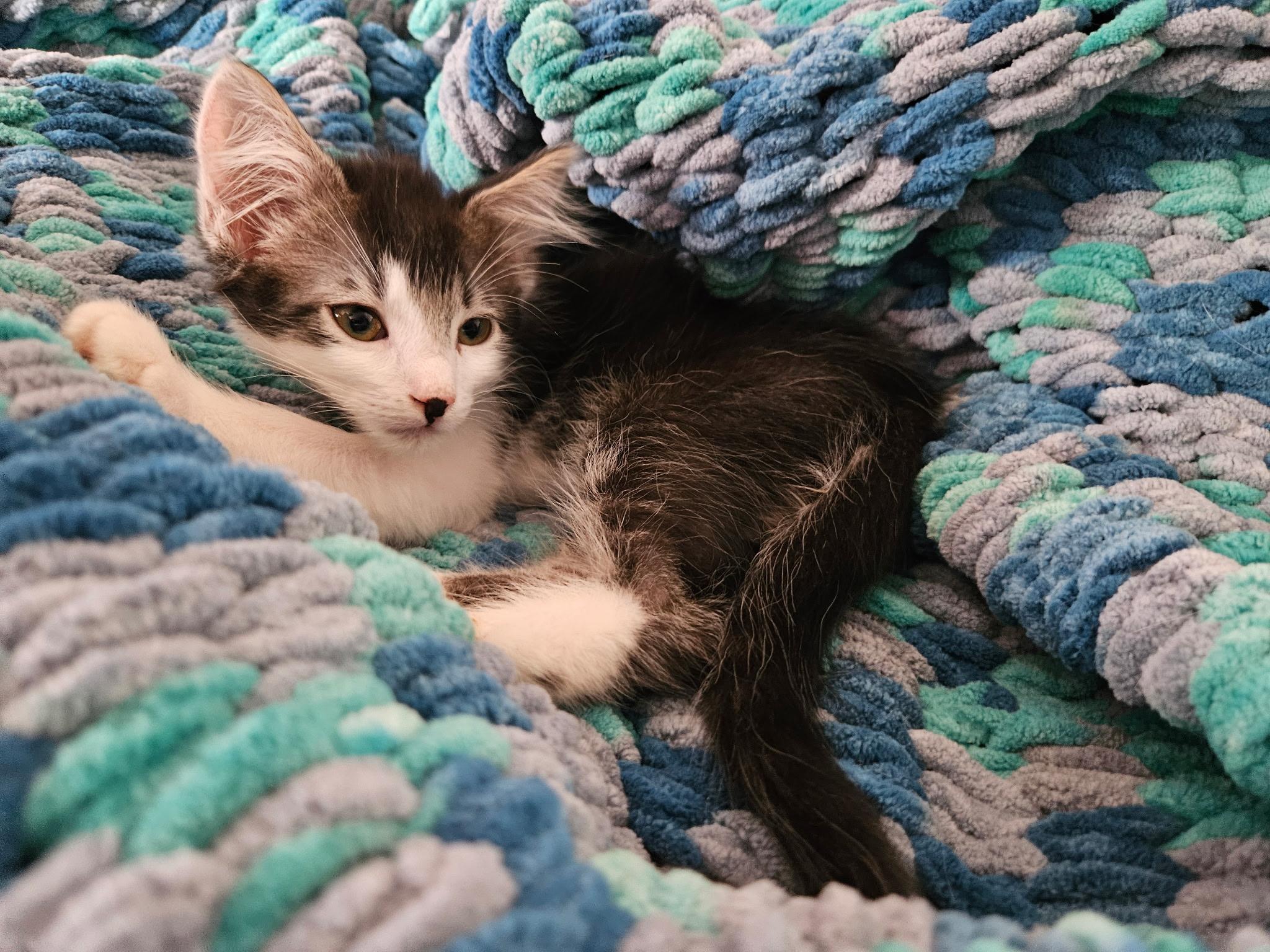 Oreo, an adoptable Himalayan, American Shorthair in San Diego, CA, 92113 | Photo Image 3