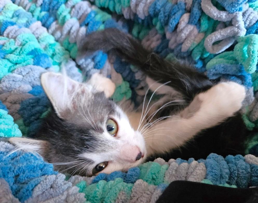 Oreo, an adoptable Himalayan, American Shorthair in San Diego, CA, 92113 | Photo Image 1