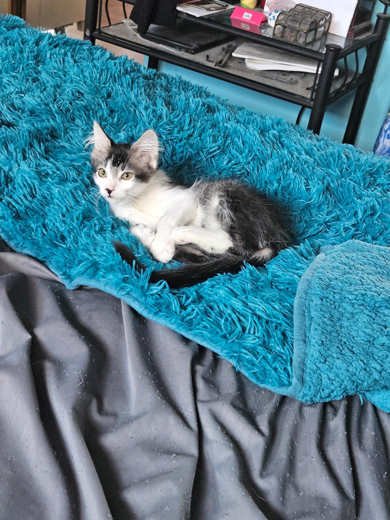 Oreo, an adoptable Himalayan, American Shorthair in San Diego, CA, 92113 | Photo Image 4