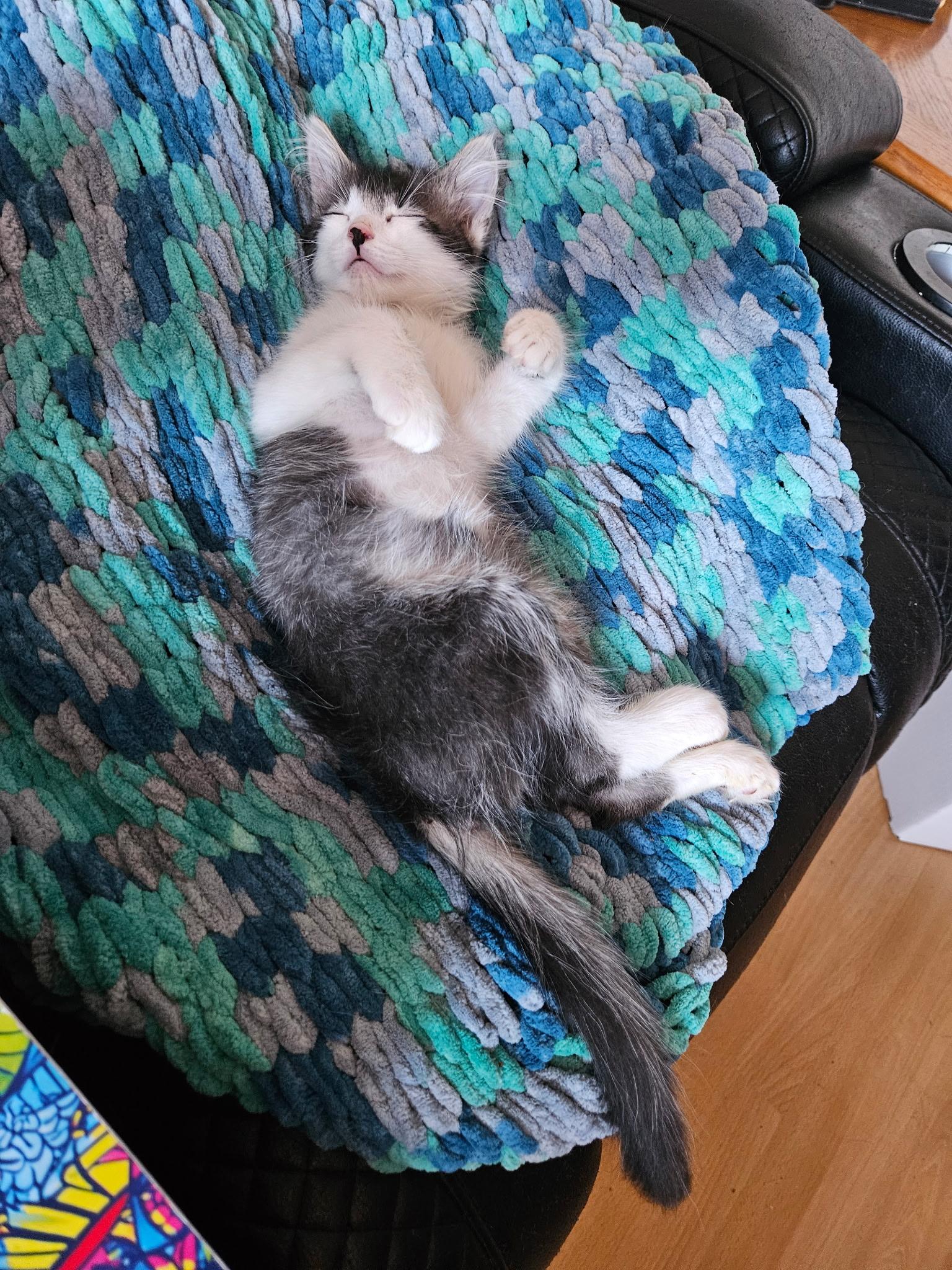 Oreo, an adoptable Himalayan, American Shorthair in San Diego, CA, 92113 | Photo Image 5