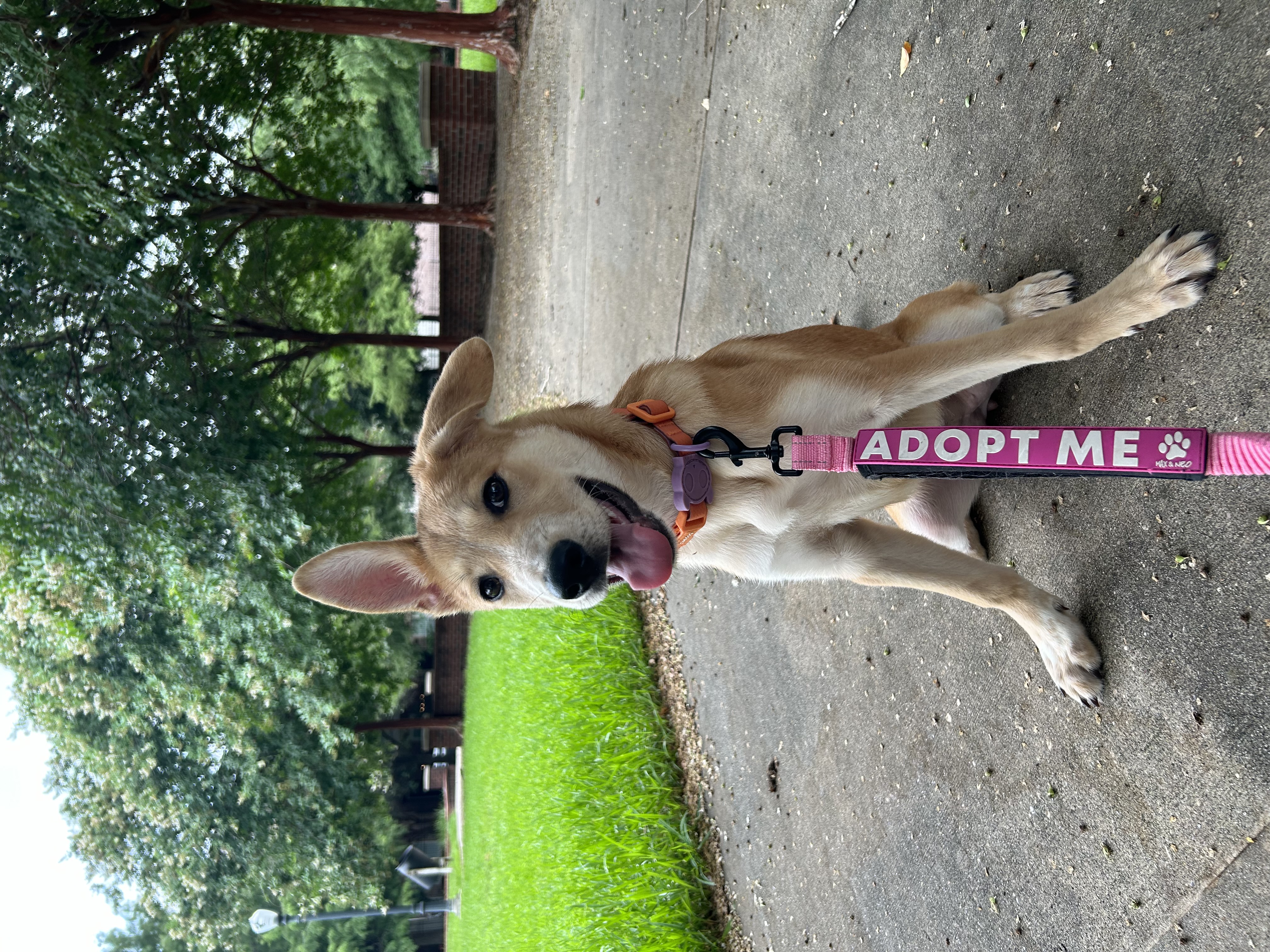 Enlarge Abyss, a Adopted mixed breed in South Houston, TX image 1/6