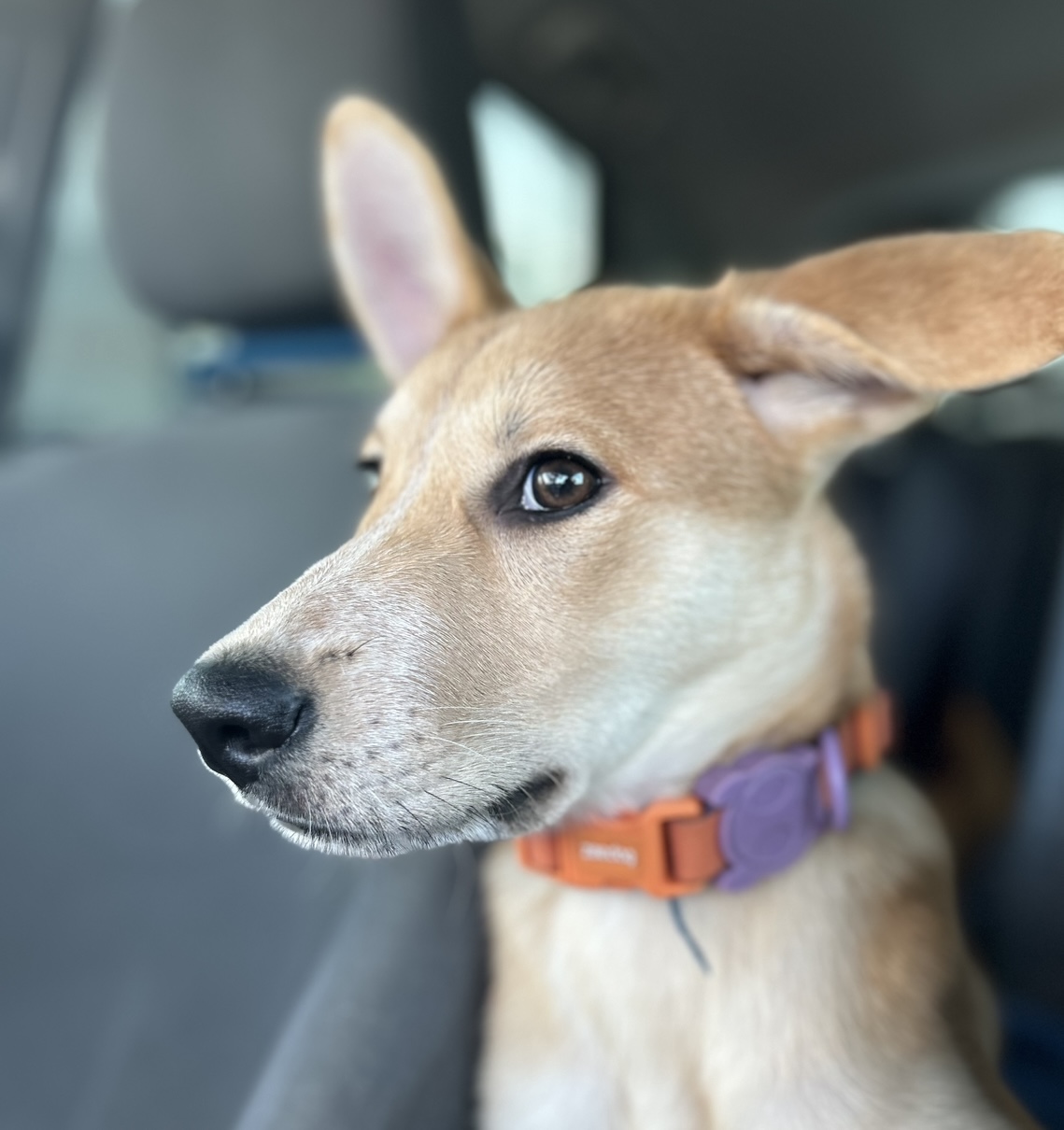 Enlarge Abyss, a Adopted mixed breed in South Houston, TX image 2/6