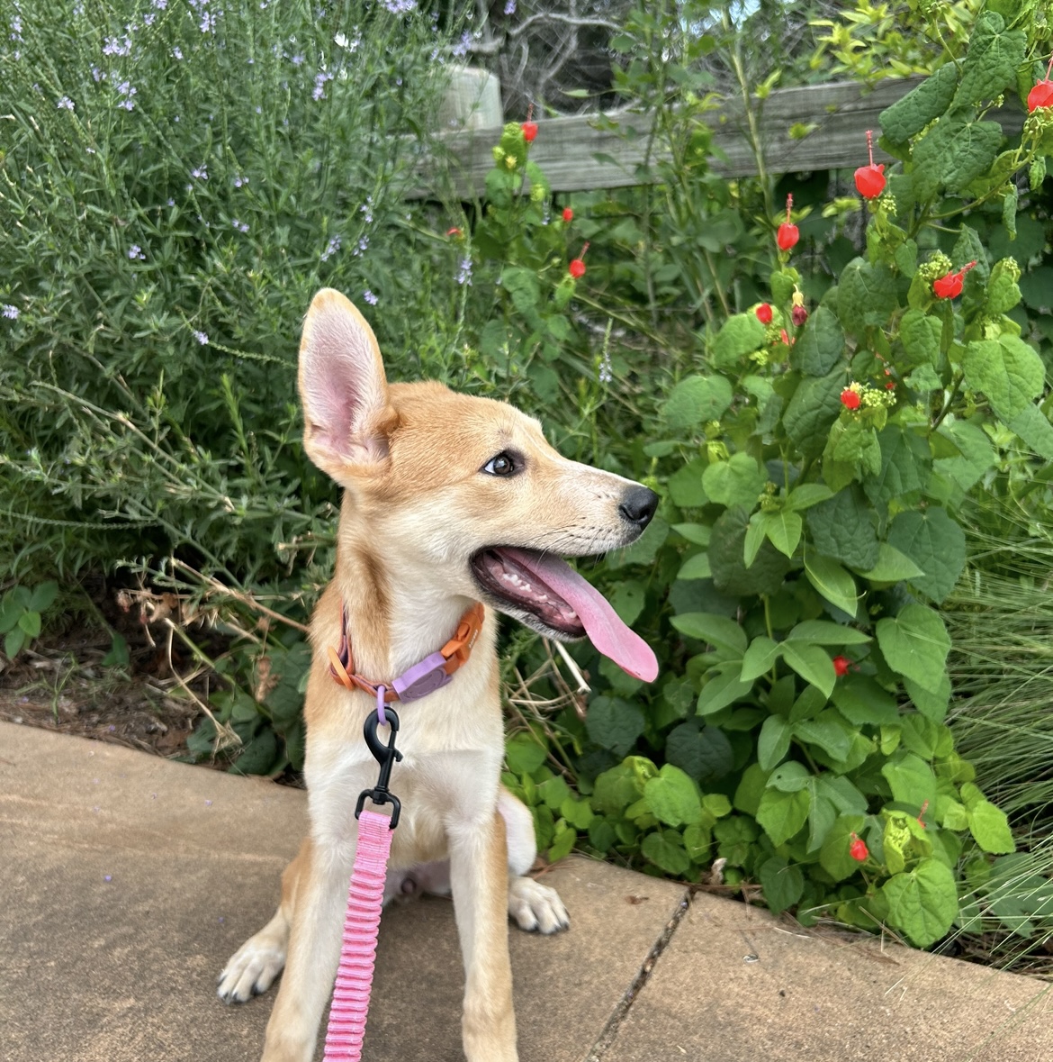 Enlarge Abyss, a Adopted mixed breed in South Houston, TX image 3/6