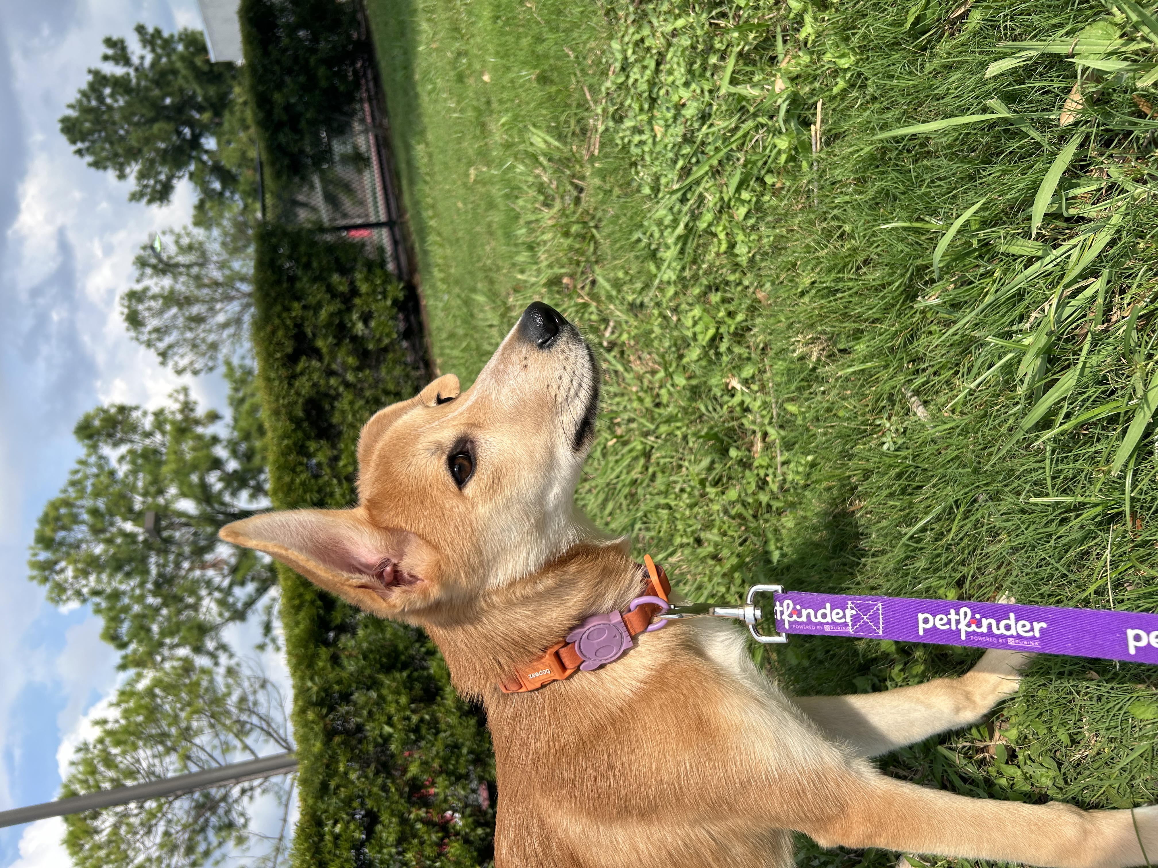 Enlarge Abyss, a Adopted mixed breed in South Houston, TX image 4/6