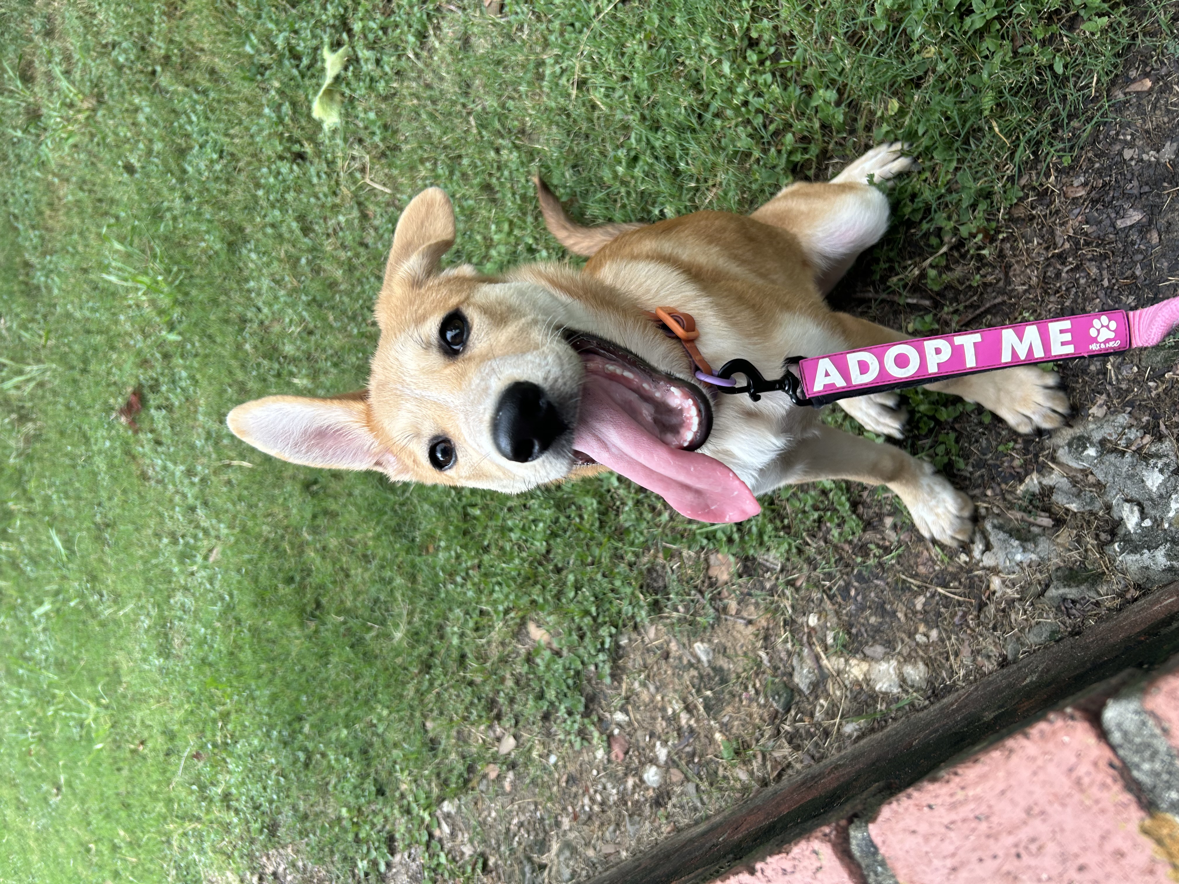 Abyss, Adopted, Young Female Labrador Retriever & Canaan Dog.