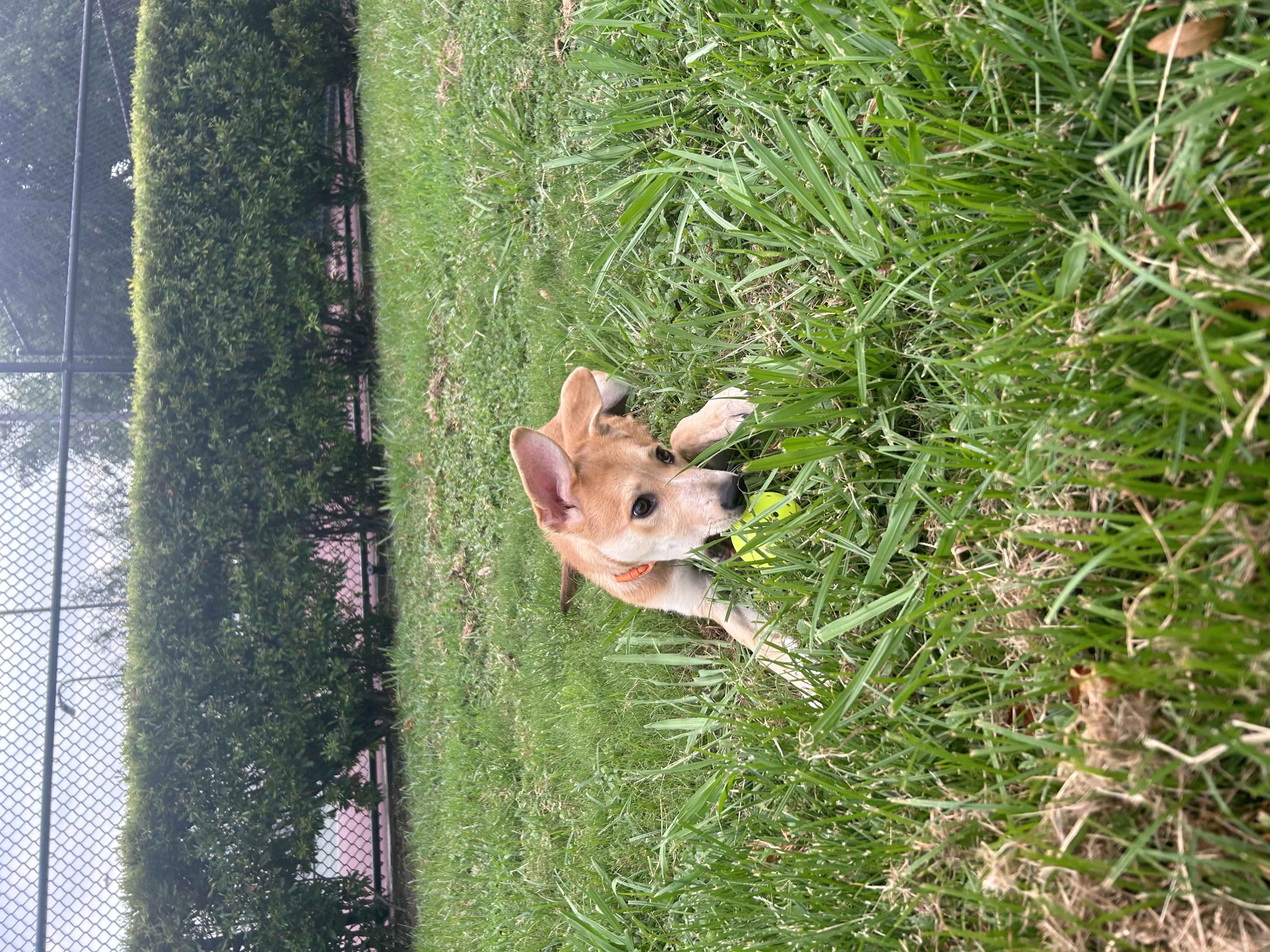 Enlarge Abyss, a Adopted mixed breed in South Houston, TX image 6/6