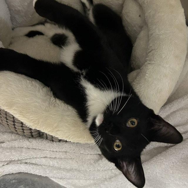 Peanut 3 months, Adoptable, Young Male Domestic Short Hair.