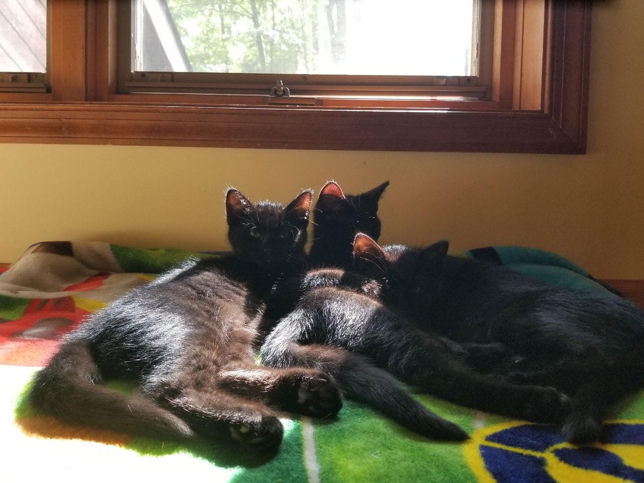 Enlarge Pickles, a Adopted mixed breed in Hockessin, DE image 1/2