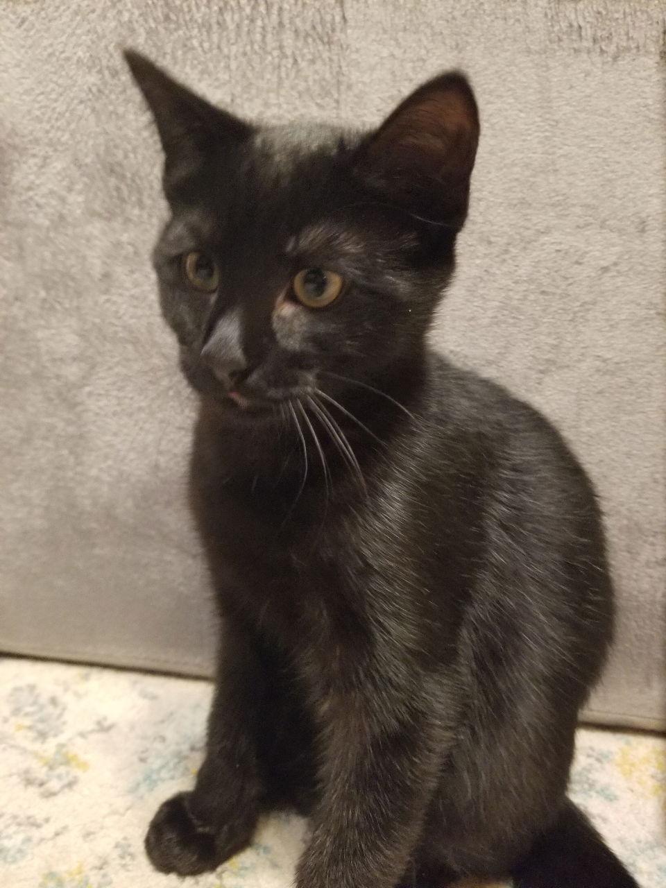 Enlarge Pickles, a Adopted mixed breed in Hockessin, DE image 2/2