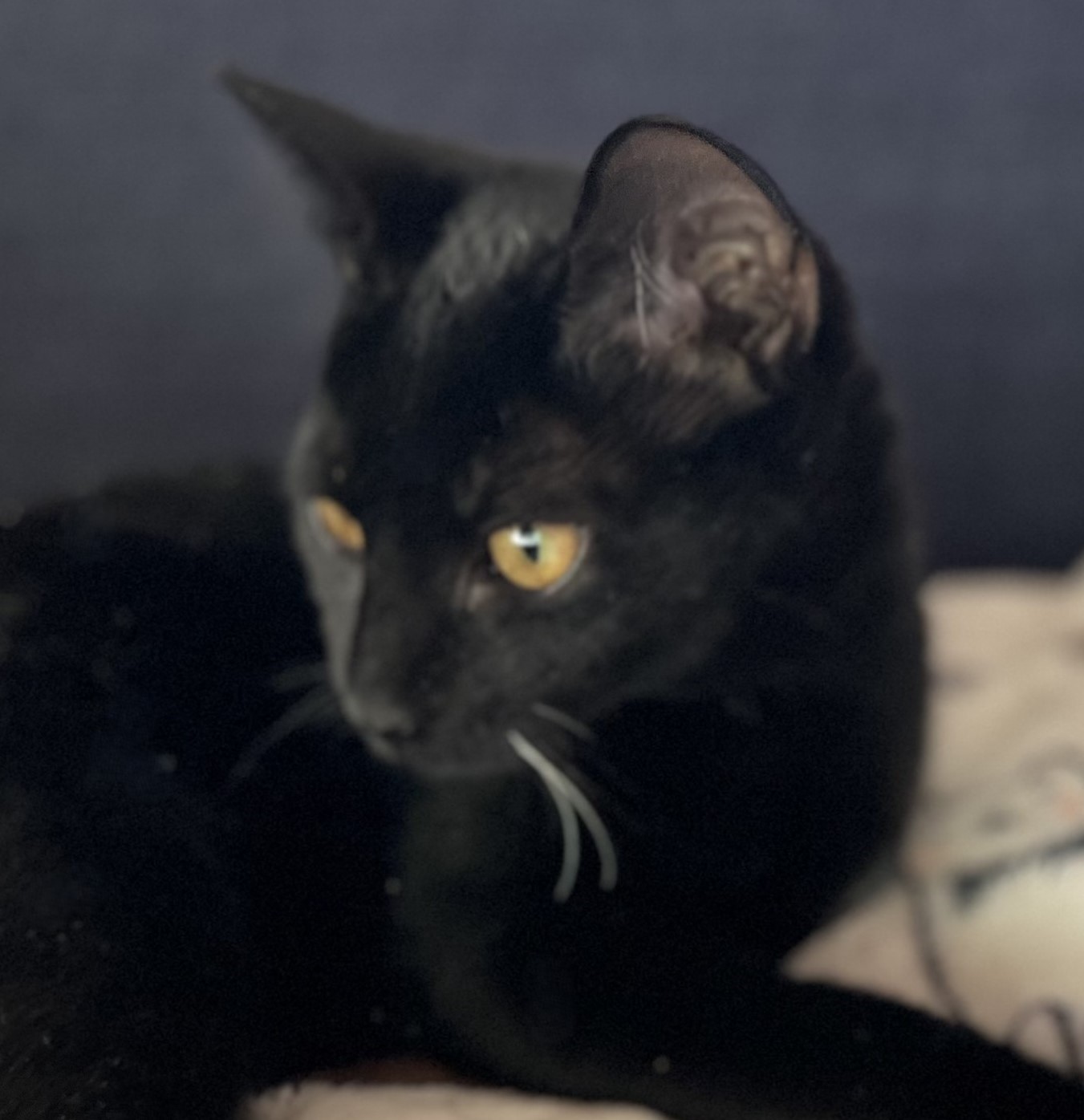 Cat for adoption Coffee, an American Shorthair in Hot Springs, AR