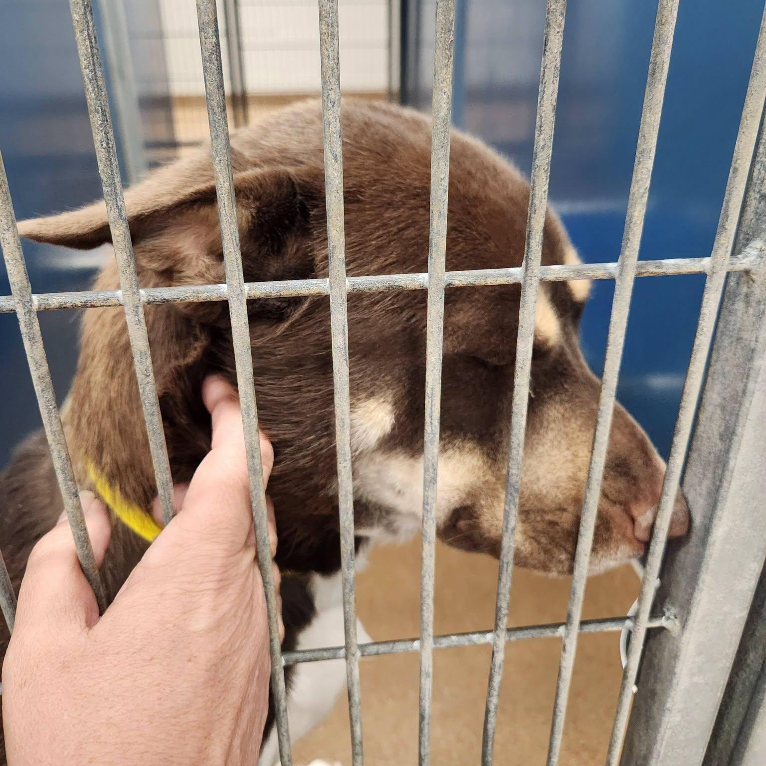 Enlarge Cherry, an adopted mixed breed in Buford, GA image 6/6