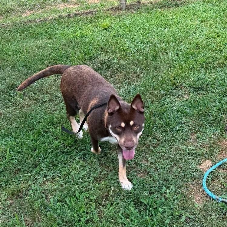 Enlarge Cherry, an adopted mixed breed in Buford, GA image 3/6