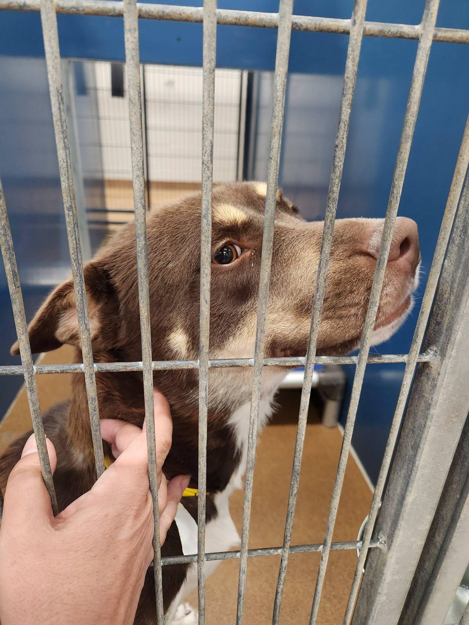 Enlarge Cherry, an adopted mixed breed in Buford, GA image 5/6