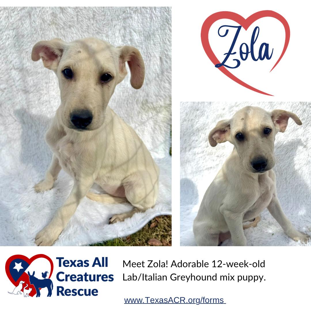 Zola, Adoptable, Puppy Female Labrador Retriever & Italian Greyhound.