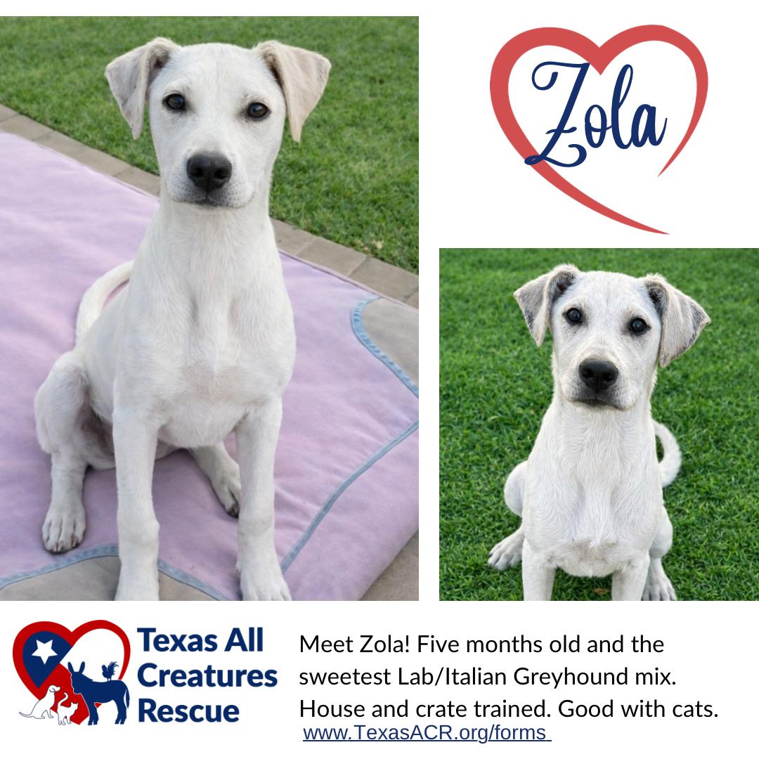 Enlarge Zola, a Adoptable mixed breed in Alvarado, TX image 2/2