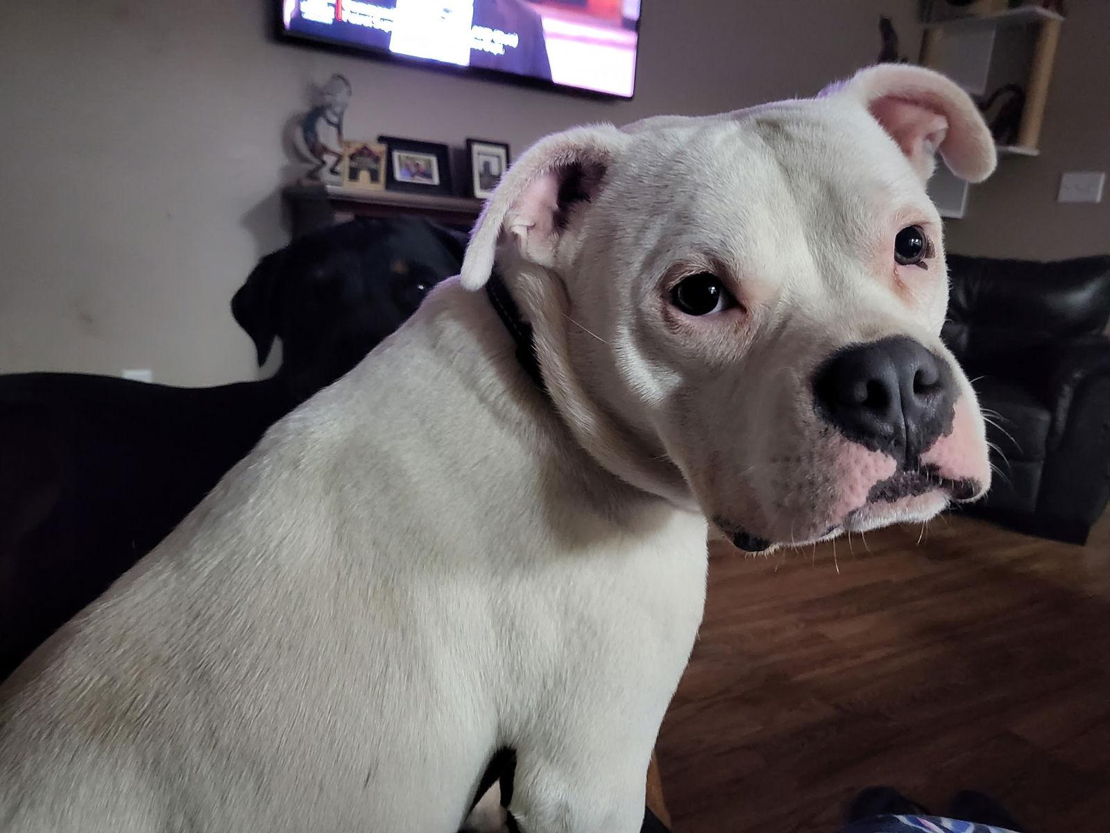 Ghost, Adopted, Adult Male American Bulldog.