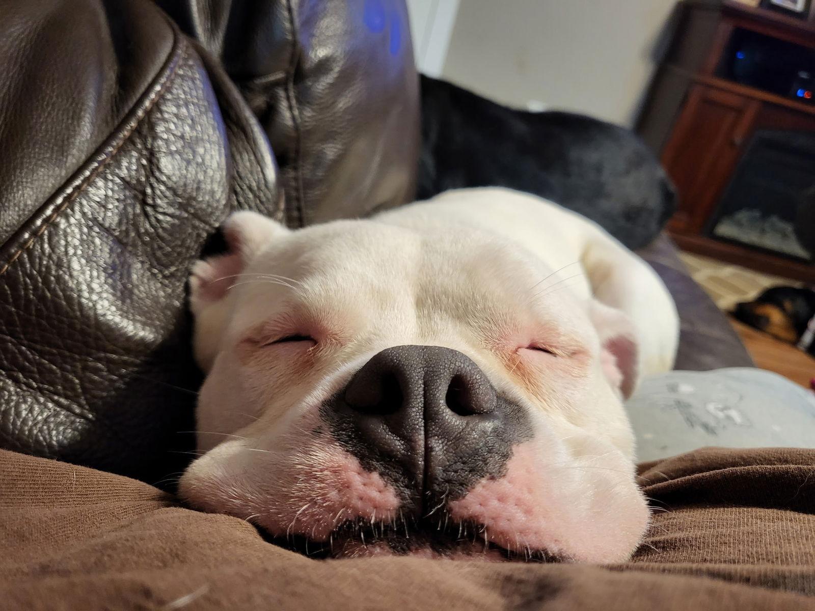 Ghost, a Adopted American Bulldog in New Albany, OH image 2/3