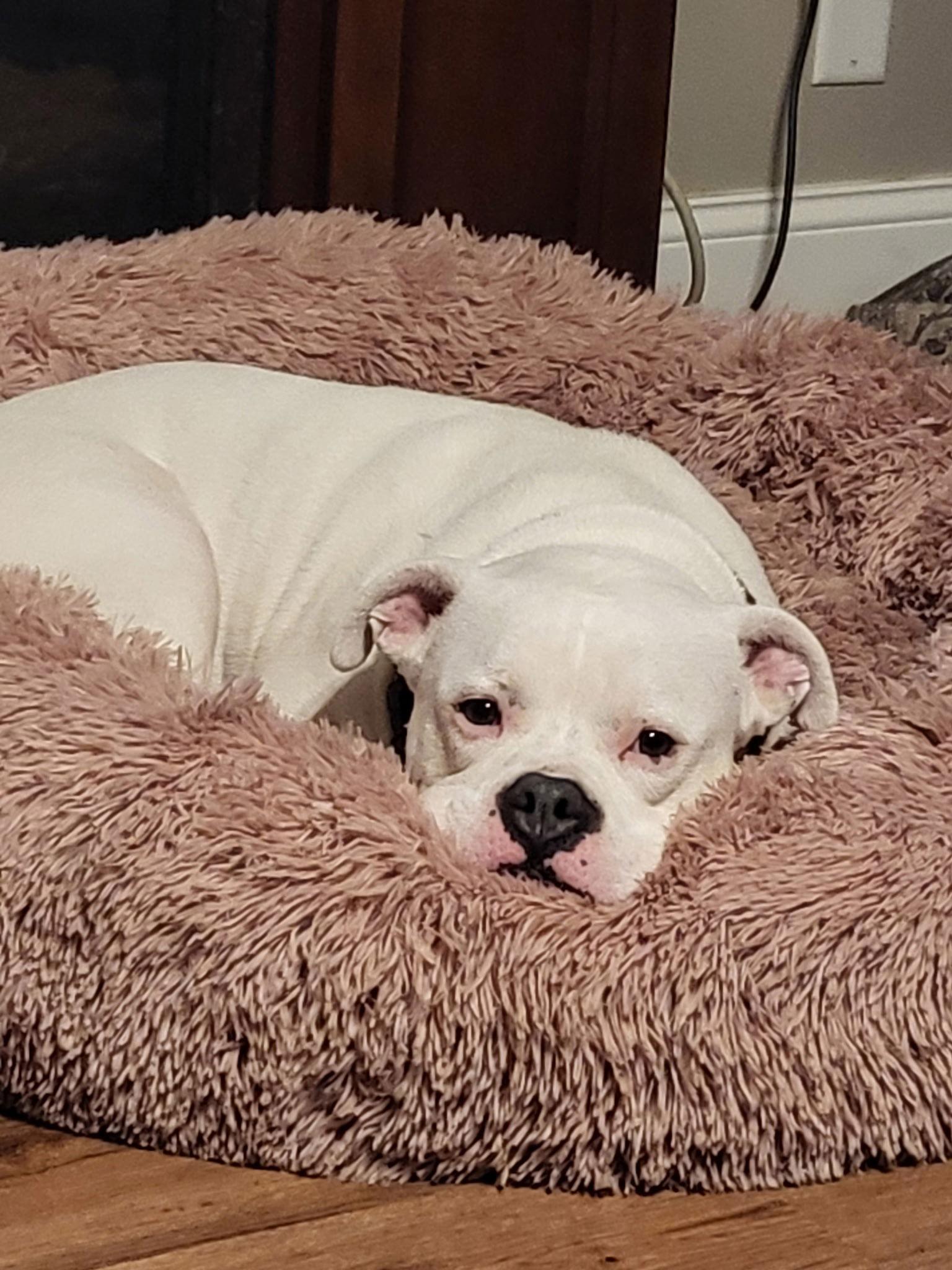 Ghost, a Adopted American Bulldog in New Albany, OH image 3/3