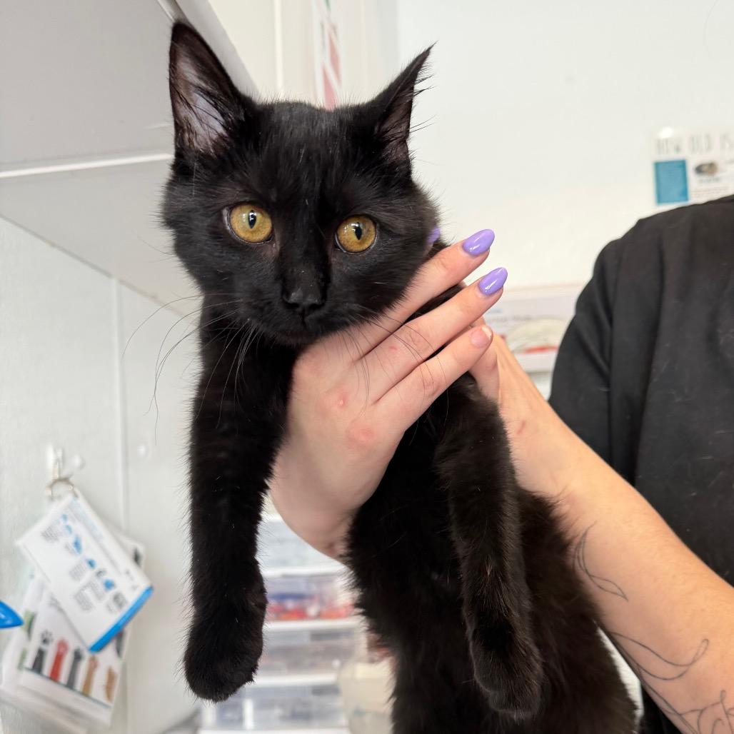 Enlarge Mrs. White, a Adoptable Domestic Short Hair in Mankato, MN image 1/1