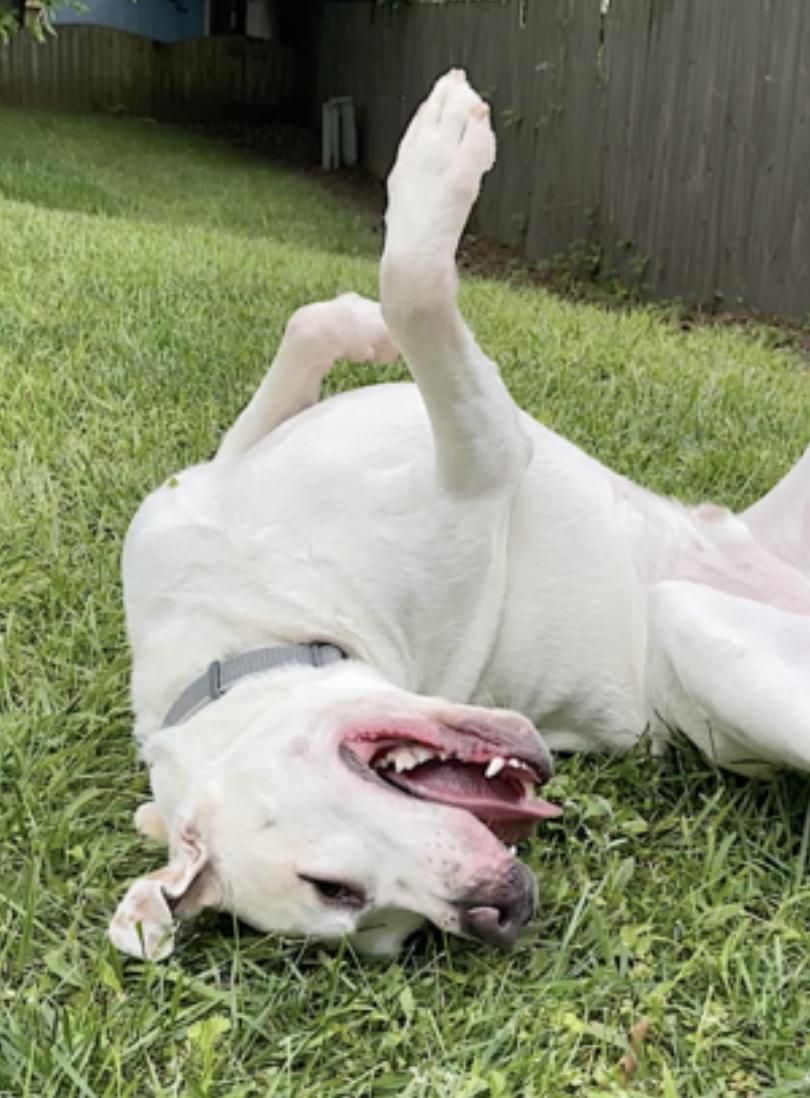 Enlarge Bucky, a Adoptable mixed breed in Jacksonville, FL image 6/6