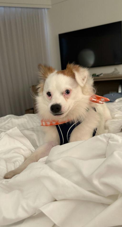 Peter, an adoptable Spaniel in Los Angeles, CA, 90048 | Photo Image 2