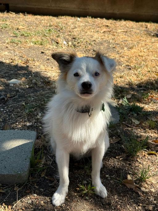 Peter, an adoptable Spaniel in Los Angeles, CA, 90048 | Photo Image 4