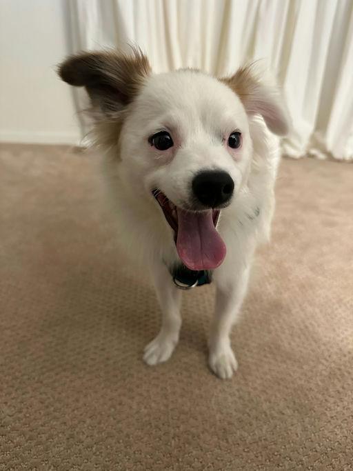 Peter, an adoptable Spaniel in Los Angeles, CA, 90048 | Photo Image 6