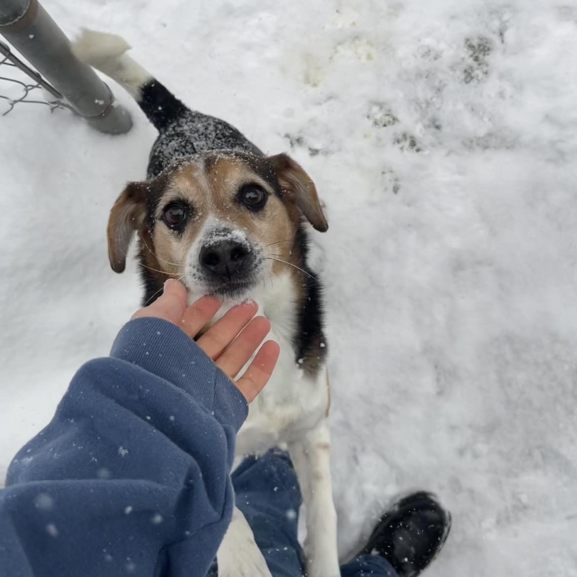 Enlarge Duke, a ADOPTABLE Beagle in Salisbury, NC image 4/6