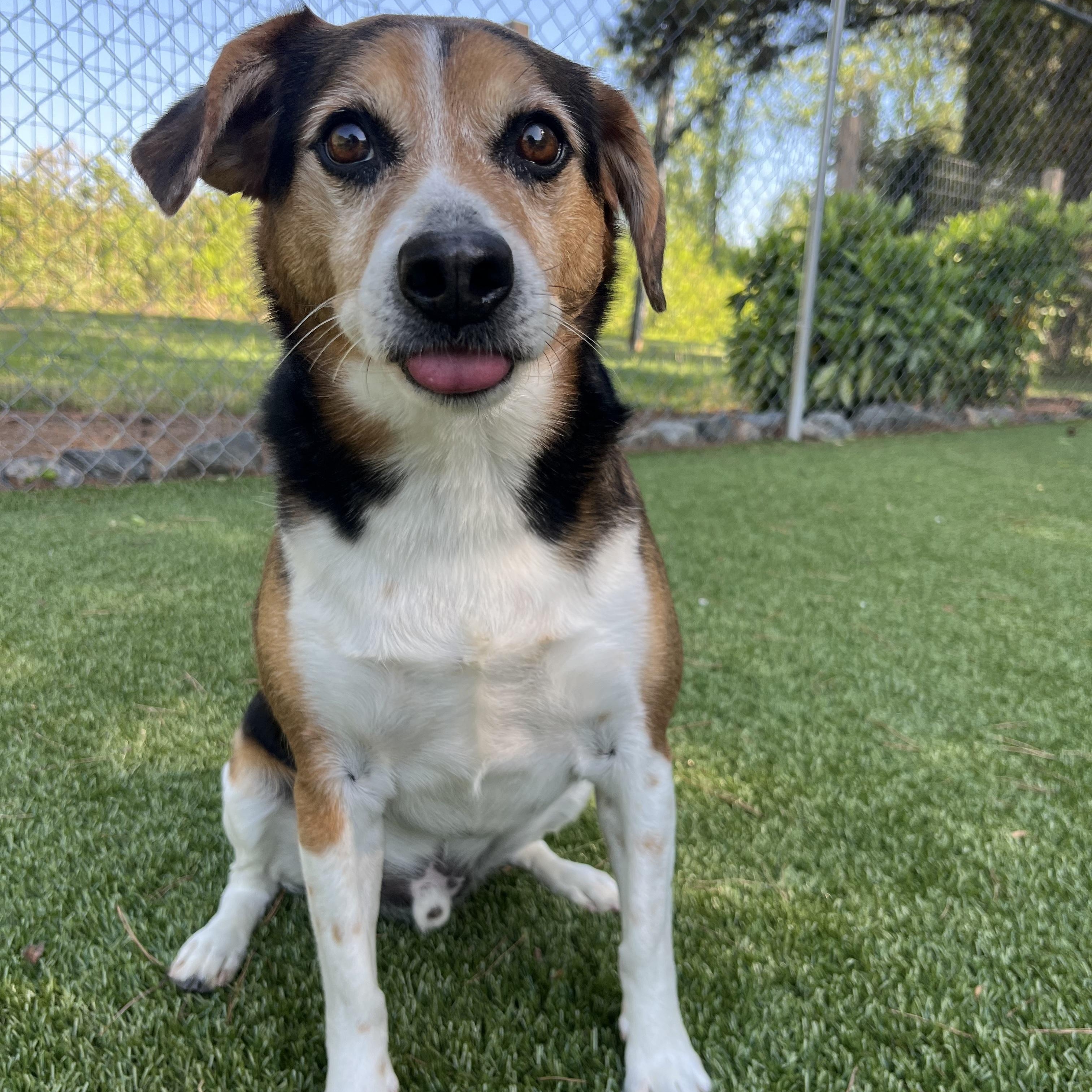 Enlarge Duke, a ADOPTABLE Beagle in Salisbury, NC image 2/6