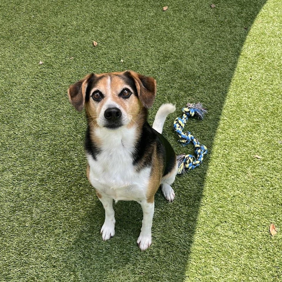 Enlarge Duke, a ADOPTABLE Beagle in Salisbury, NC image 5/6