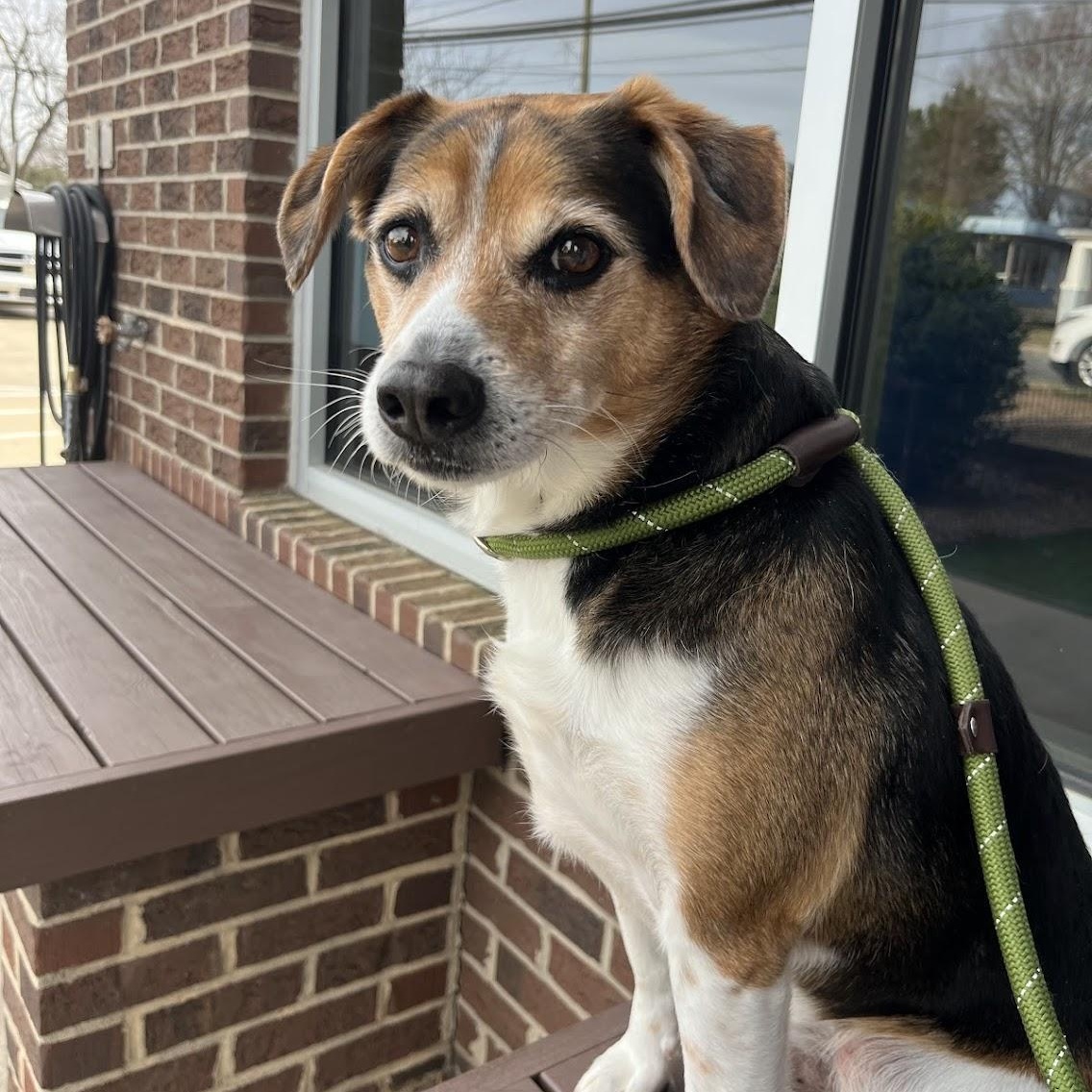 Enlarge Duke, a ADOPTABLE Beagle in Salisbury, NC image 6/6