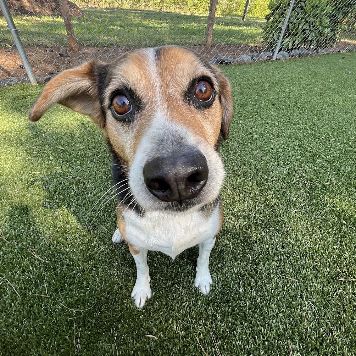 Enlarge Duke, a ADOPTABLE Beagle in Salisbury, NC image 3/6