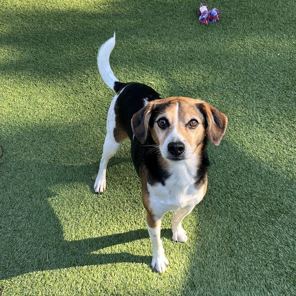 Enlarge Duke, a ADOPTABLE Beagle in Salisbury, NC image 1/6