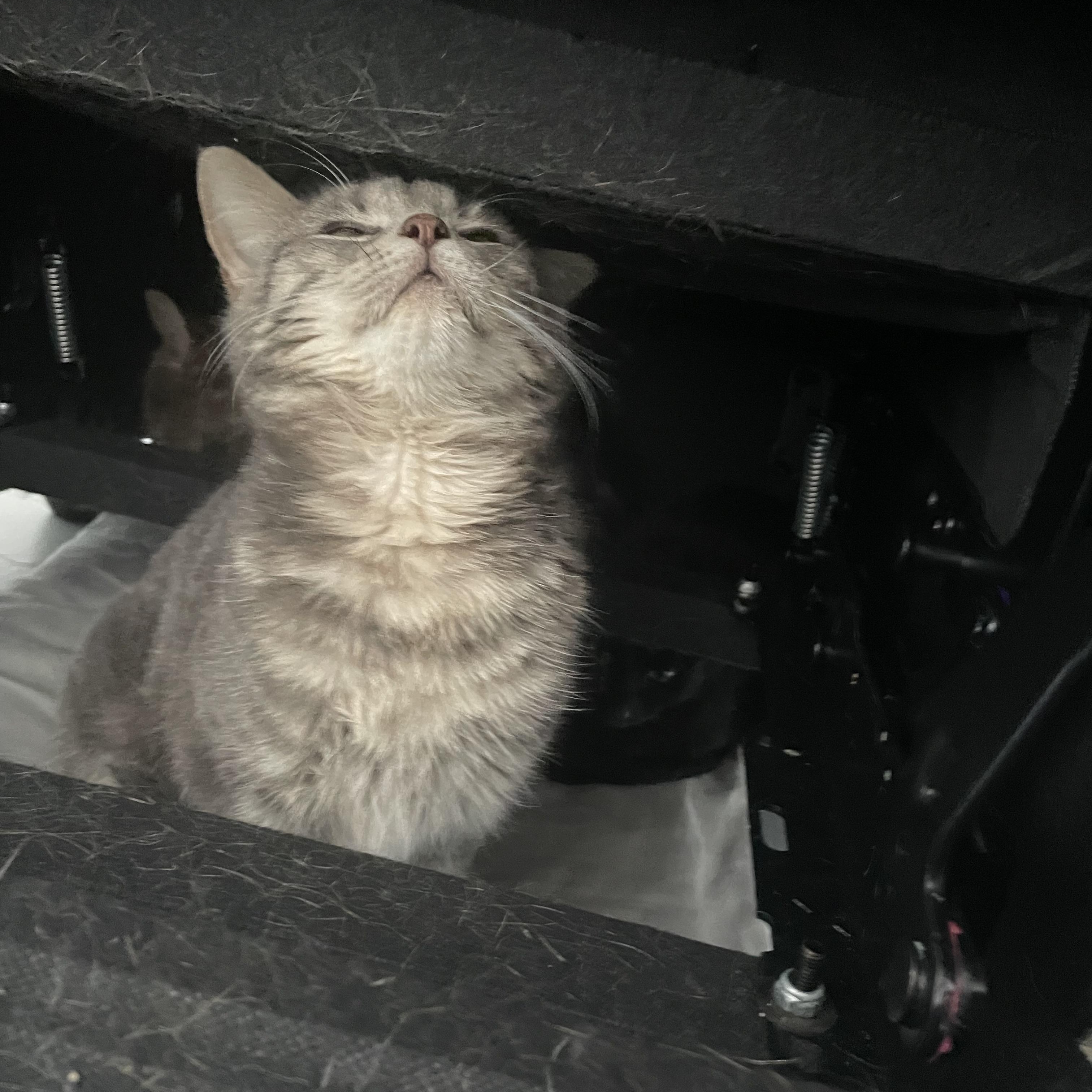 Princess Peach , ADOPTABLE, Kitten Female Domestic Medium Hair.